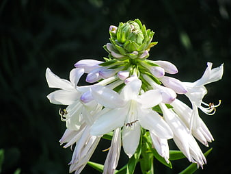 Close-up of White Hosta Flower with Green Buds