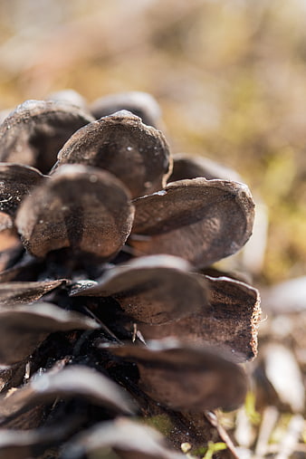 Close-up macro of a textured pinecone in a forest