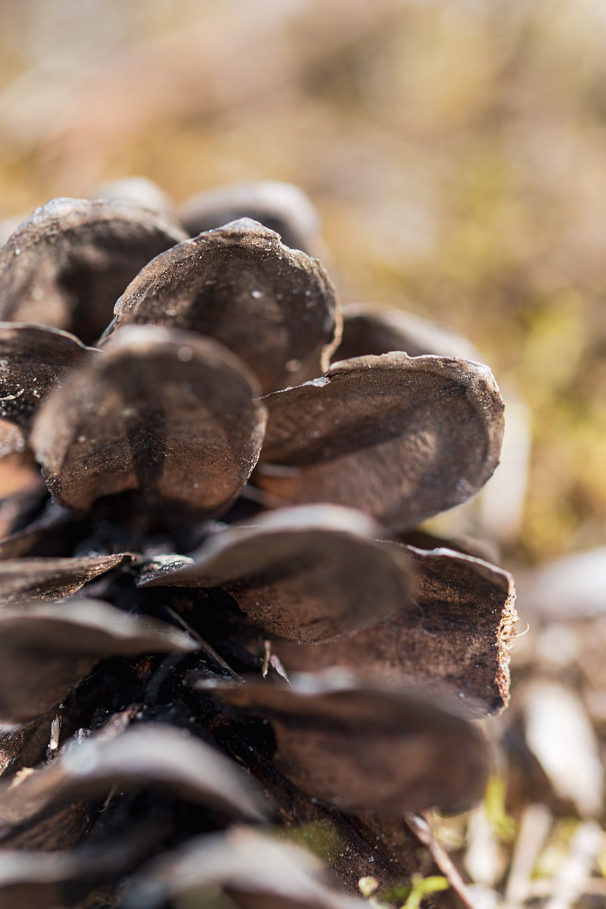 Close-up macro of a textured pinecone in a forest