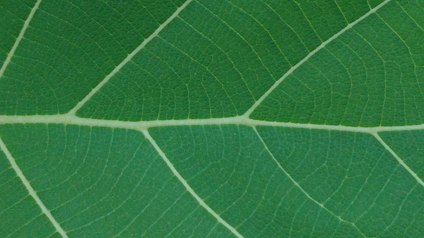 Macro Texture of Green Leaf Veins and Surface