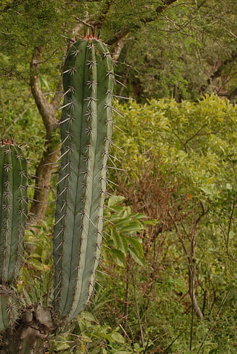 Tall columnar cactus with sharp thorns in a lush green forest