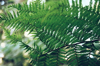 Close-up of vibrant green fern fronds in a forest