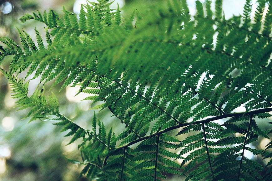 Close-up of vibrant green fern fronds in a forest