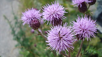 Close-up of purple thistle flowers in natural sunlight
