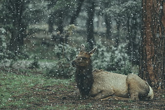 Elk resting in snowy forest winter wildlife