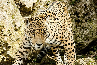 Close-up of a jaguar walking near rocky terrain
