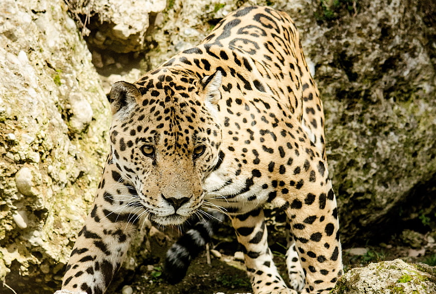 Close-up of a jaguar walking near rocky terrain