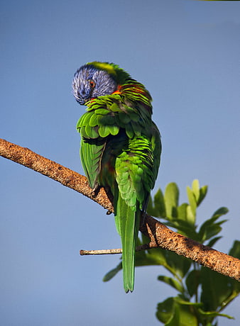 Colorful Rainbow Lorikeet Perched on Branch