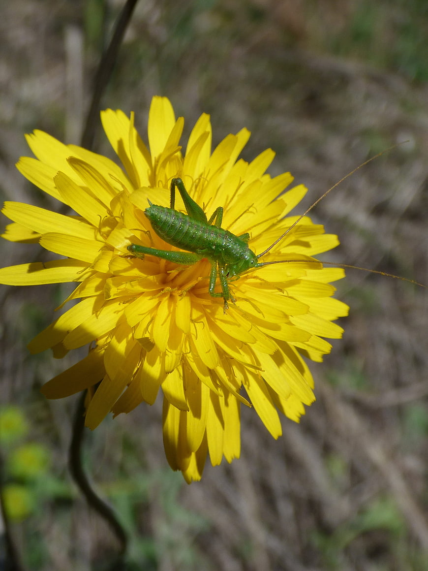 Green Katydid Insect on Yellow Dandelion Flower