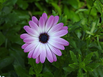 Close-up of purple and white African daisy flower