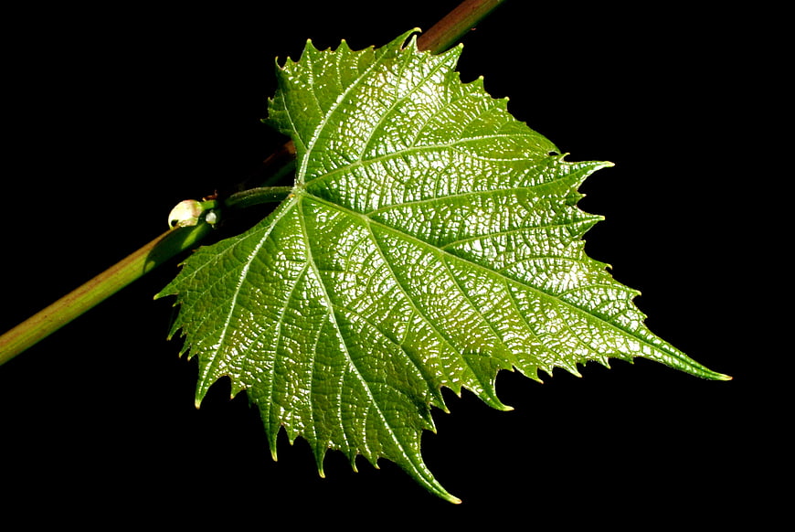 Close-up of vibrant green grape leaf on black background