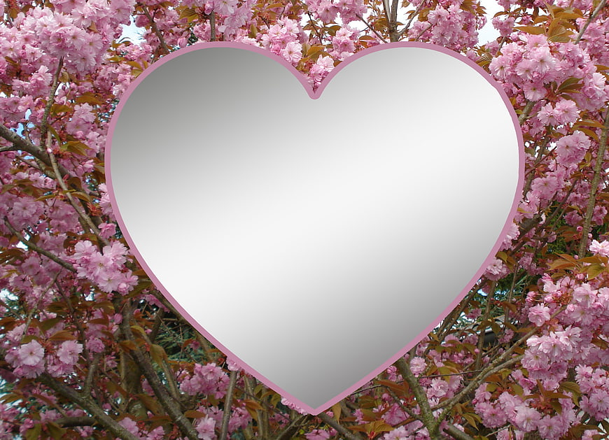 Pink Heart Frame Over Cherry Blossoms