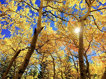 Low angle view of golden aspen trees in autumn