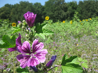 Purple Hollyhock Flowers Blooming in a Sunny Meadow