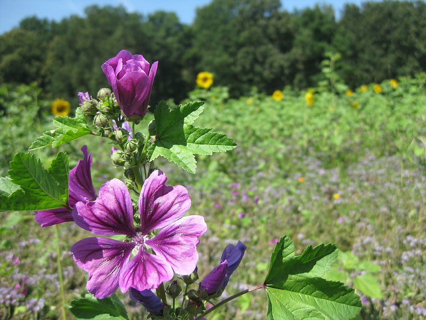 Purple Hollyhock Flowers Blooming in a Sunny Meadow
