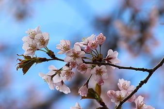 Pink Cherry Blossoms on Branch Against Blue Sky