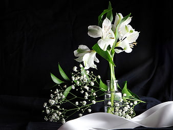 White Alstroemeria and Baby's Breath in Glass Vase on Black Background