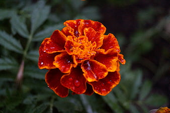 Vibrant Orange Marigold Flower with Raindrops