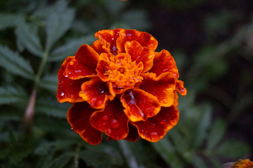 Vibrant Orange Marigold Flower with Raindrops