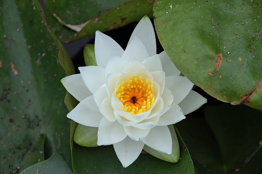 White Water Lily with Yellow Center on Green Lilies