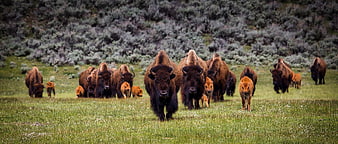 Wildlife Herd Of American Bison Walking Through Green Meadow