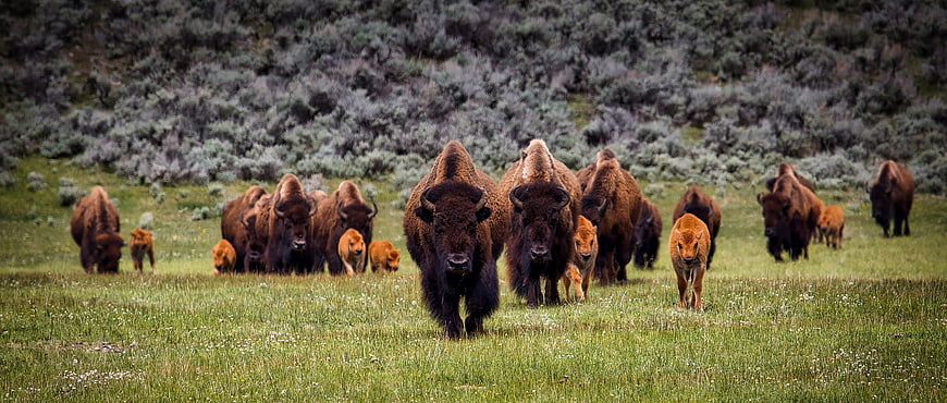 Wildlife Herd Of American Bison Walking Through Green Meadow