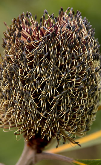 Close-up of Swamp Banksia Flower Head with Seeds