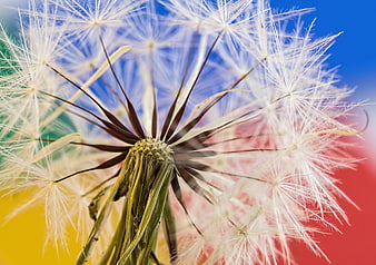 Macro Close-Up of Dandelion Seed Head Against Colorful Background