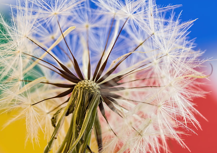 Macro Close-Up of Dandelion Seed Head Against Colorful Background