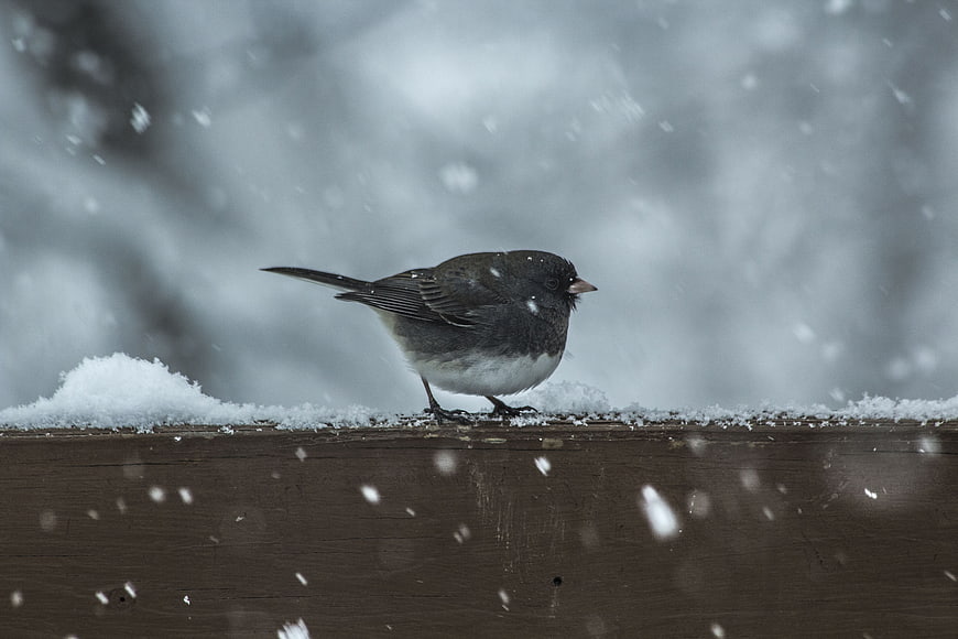 Dark-eyed Junco Bird Standing on Wooden Rail in Snow