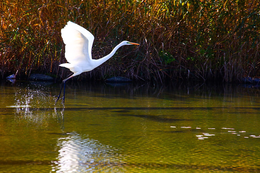 Great Egret Taking Flight Over Calm Green Water