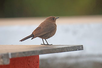 Indian Robin Bird Perched on Concrete Ledge