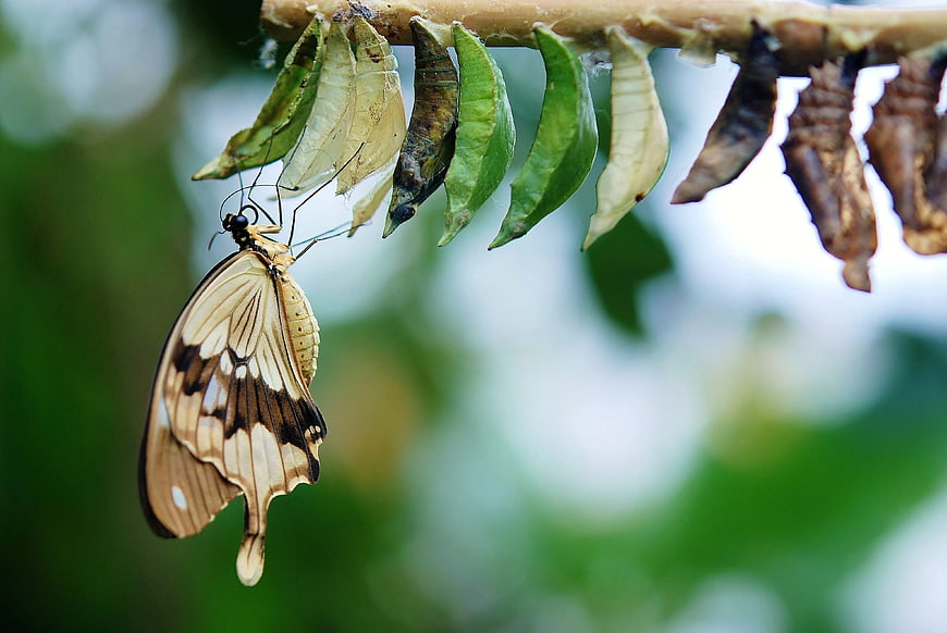 Emerging Swallowtail Butterfly Hanging from Chrysalis