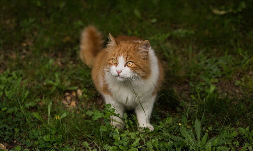 Fluffy Orange and White Cat Standing in Green Grass