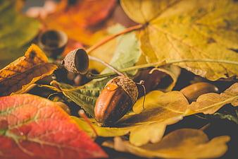 Close-up of Acorns and Colorful Autumn Leaves