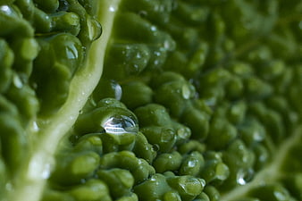 Macro Close-Up of Fresh Green Cabbage with Water Droplets