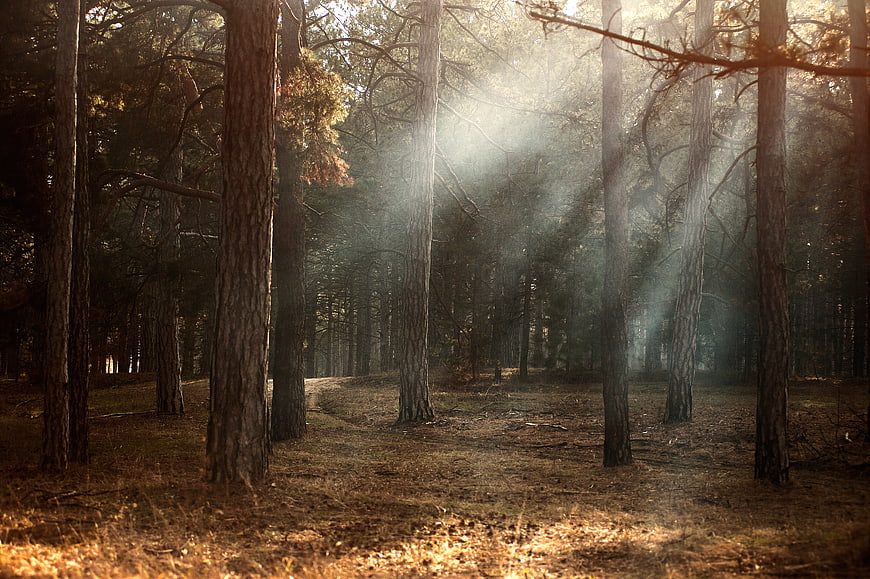 Sunbeams shining through pine trees in a misty forest
