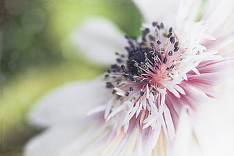 Close-up of White Anemone Flower with Pink Center