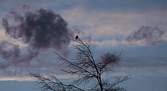 Silhouette of bird on bare tree branch against cloudy dawn sky