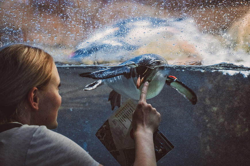Woman touching glass at aquarium with swimming penguin