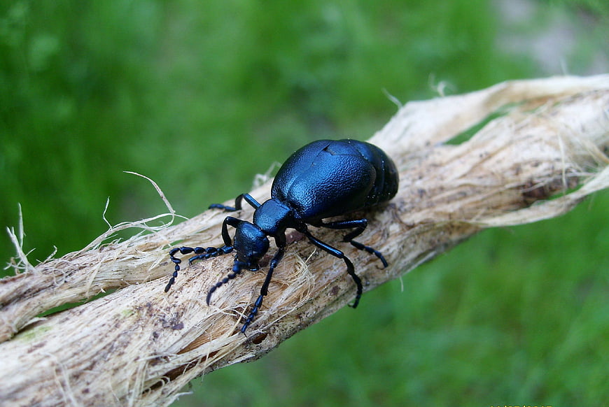 Close-up of a shiny black beetle on a dried plant stem
