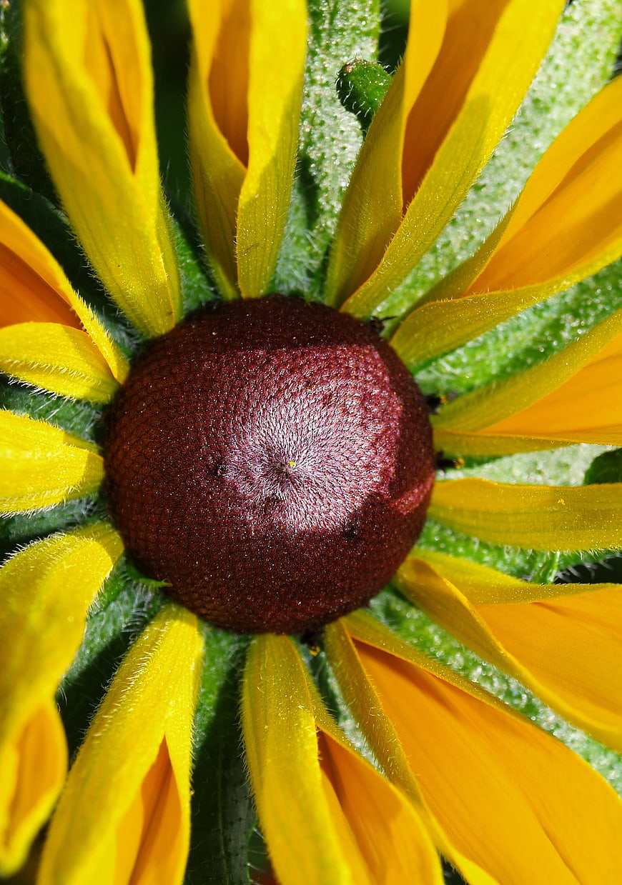 Close-up of a Black-eyed Susan flower with yellow petals