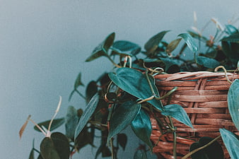 Green Houseplant in Wicker Basket Against Blue Wall