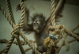 Baby orangutan climbing rope structure in enclosure