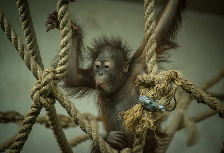 Baby orangutan climbing rope structure in enclosure