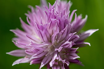 Close-up of purple chive flower on green background