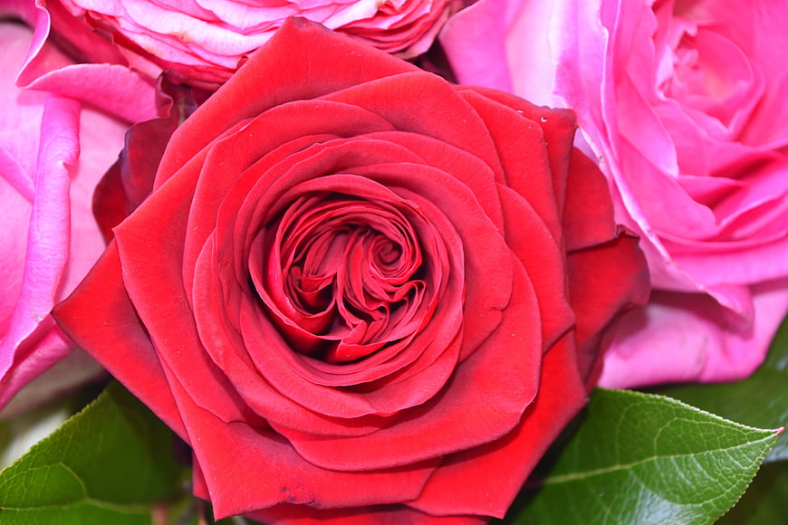 Close-up of vibrant red rose with pink petals and green leaves