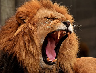 Close-up of a male lion yawning with sharp teeth