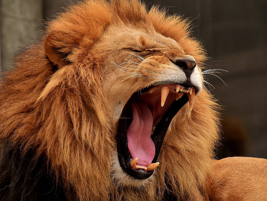 Close-up of a male lion yawning with sharp teeth