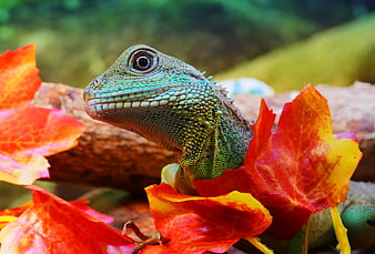 Close-up of Green Water Dragon Among Red Leaves